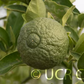 C-57 Furr Citrange Seed citrus plant material online shopping