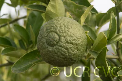 C-57 Furr Citrange Seed citrus plant material online shopping