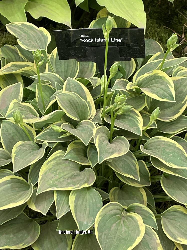 Rock Island Line Hosta