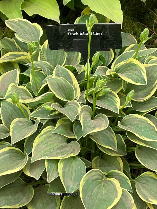 Rock Island Line Hosta