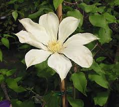 Moonlight Clematis Vine