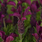 Lavandula stoechas Anouk Burgundy
