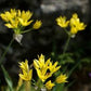 Moly Luteum Allium Bulbs