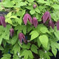 Koreana Brunet Clematis Vine