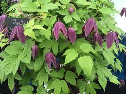 Koreana Brunet Clematis Vine