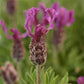 Lavandula stoechas Anouk Burgundy