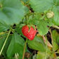 Éclair June Bearing Strawberry Plant