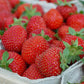 Éclair June Bearing Strawberry Plant