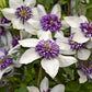 Florida Sieboldi Clematis Vine