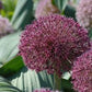 Red Giant Allium Bulbs