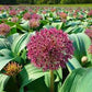 Red Giant Allium Bulbs