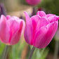 Don Quichotte Tulip Bulbs