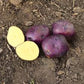 Huckleberry Gold Gourmet Potato