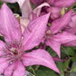 Epivo051 Giselle Garland Clematis