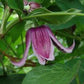 Jan Fopma Clematis Vine