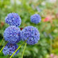 Azureum Allium Bulbs