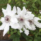 Vancouver™ Fragrant Star Clematis Vine