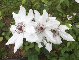 Vancouver™ Fragrant Star Clematis Vine