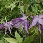 Joe Zari Clematis Vine