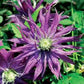 Joe Zari Clematis Vine