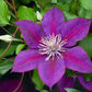 Epivo024 Picardy Clematis