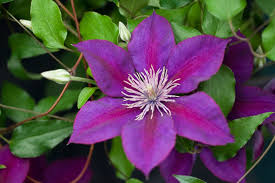 Epivo024 Picardy Clematis