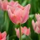 Apricona Tulip Bulbs