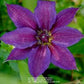 Kathleen Dunford Clematis Vine