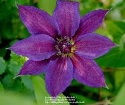 Kathleen Dunford Clematis Vine