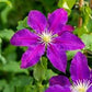 Epivo024 Picardy Clematis