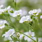 Baby's Breath Gypsophila Seeds online shopping