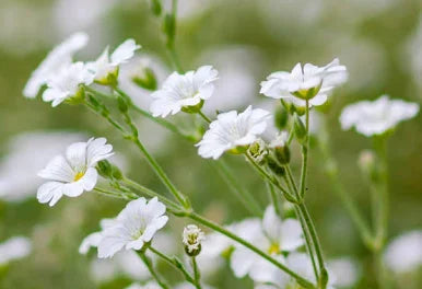 Baby's Breath Gypsophila Seeds online shopping
