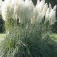 White Pampas Grass Seeds online shopping
