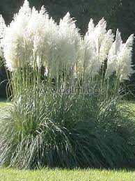 White Pampas Grass Seeds online shopping