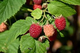 Rubus ‘Latham’ Summer Bearing Raspberry