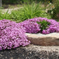 Rock Soapwort Saponaria Seeds online shopping
