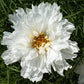 Double Click Snow Puff Cosmos Seeds online shopping