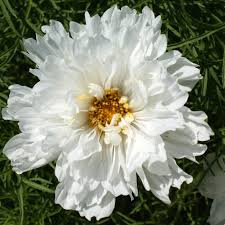 Double Click Snow Puff Cosmos Seeds online shopping