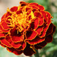 Red Cherry Marigold Seeds online shopping