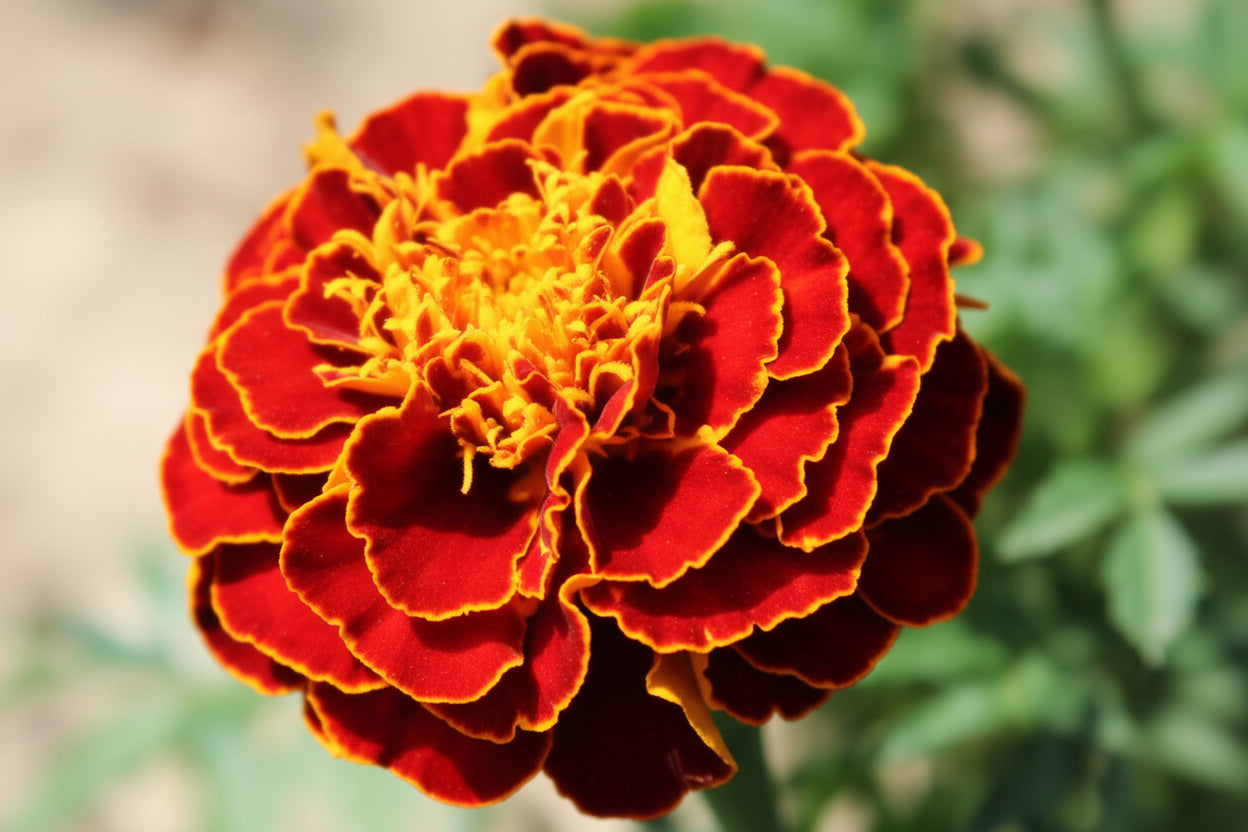 Red Cherry Marigold Seeds online shopping