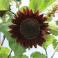 Moulin Rouge Sunflower Seeds online shopping