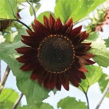 Moulin Rouge Sunflower Seeds online shopping