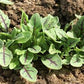 Dragon's Fire Arugula Seeds online shopping