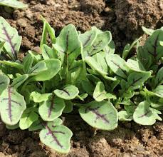 Dragon's Fire Arugula Seeds online shopping