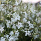 Jasmine Tobacco Nicotiana Seeds online shopping