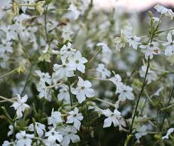 Jasmine Tobacco Nicotiana Seeds online shopping