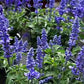 Big Blue Salvia Seeds online shopping
