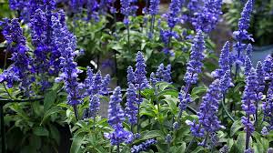 Big Blue Salvia Seeds online shopping