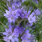 Lacy Phacelia Seeds online shopping