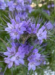 Lacy Phacelia Seeds online shopping